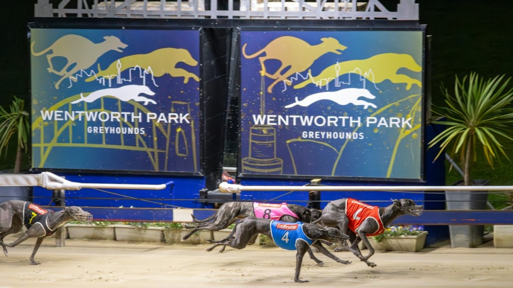 Dog Racing Betting Kenya: Your Complete Guide to Greyhound Wagering