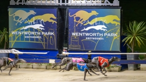 Dog Racing Betting Kenya: Your Complete Guide to Greyhound Wagering